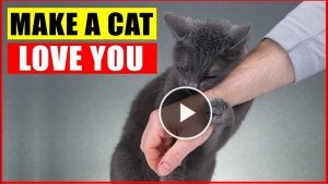 How Well Does Your Cat Understand You? Surprising Facts About Communication Methods