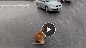 This Kind Mother Takes Her Still Weak Body To The Street To Ask For Food To Bring Her Puppies Back