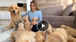 Golden Retriever: Loyal and Intelligent Dogs