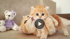 The Sweetest Behaviors of Cats: Adding Color to Our Lives  Cats are known for their sweet and