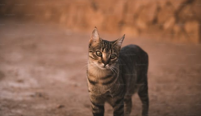 Abyssinian Cat Personality