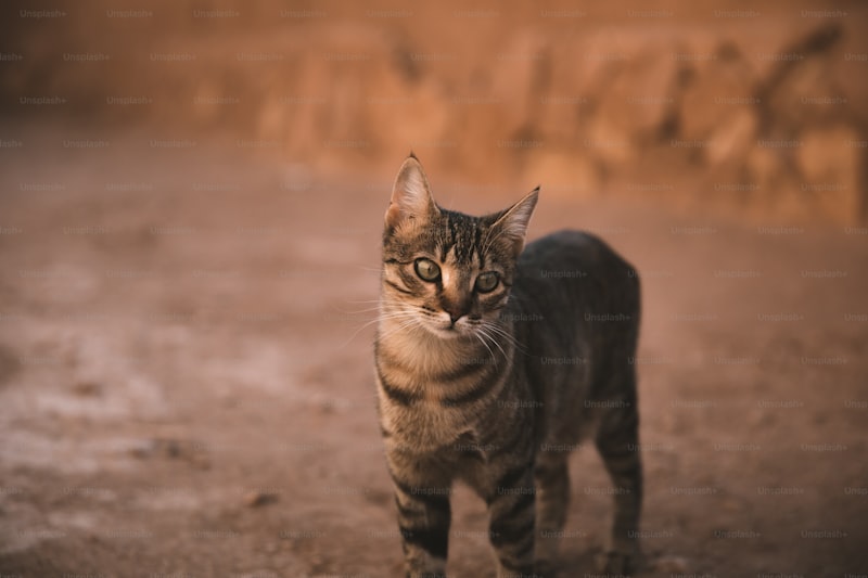 Abyssinian Cat Personality