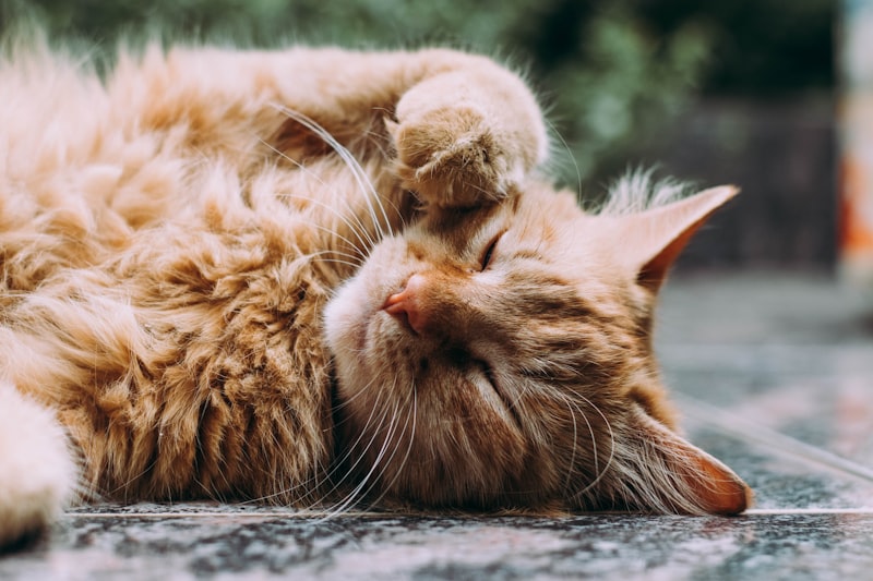 Cat Allergies: Symptoms and Treatment