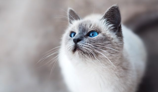 Cat Behavior: Understanding Your Feline Friend