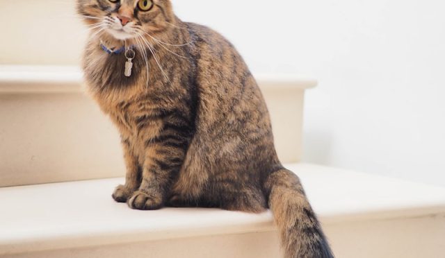 Cat Dental Care: Why It’s Important