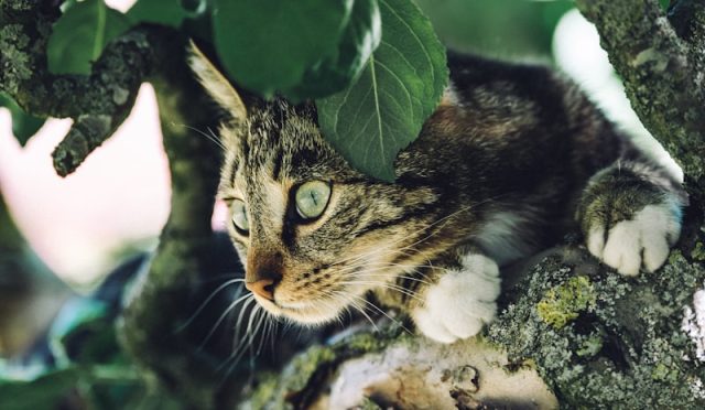 Cat-Friendly Plants