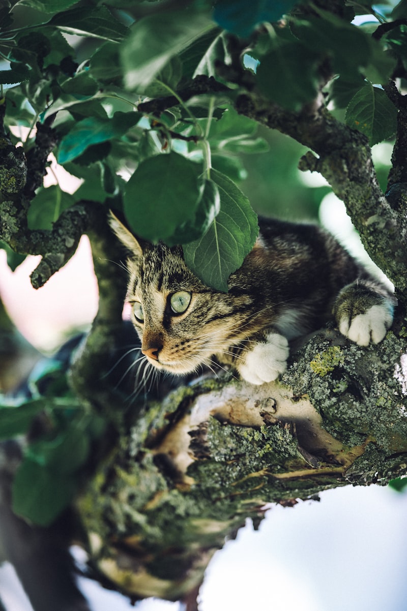 Cat-Friendly Plants