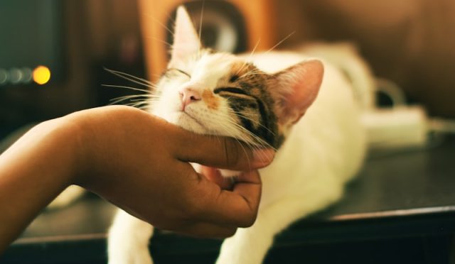 Cat Grooming: Brushing, Bathing, and More