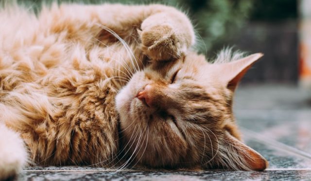 Cat Grooming: Essential Tips