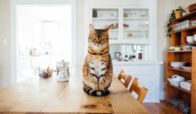 Cat Litter Box Problems: Troubleshooting