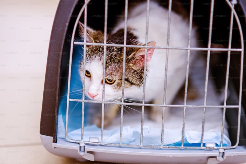 Cat Shelters and Rescues