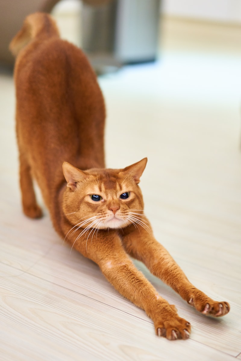 Cat Weight Loss: Tips and Tricks