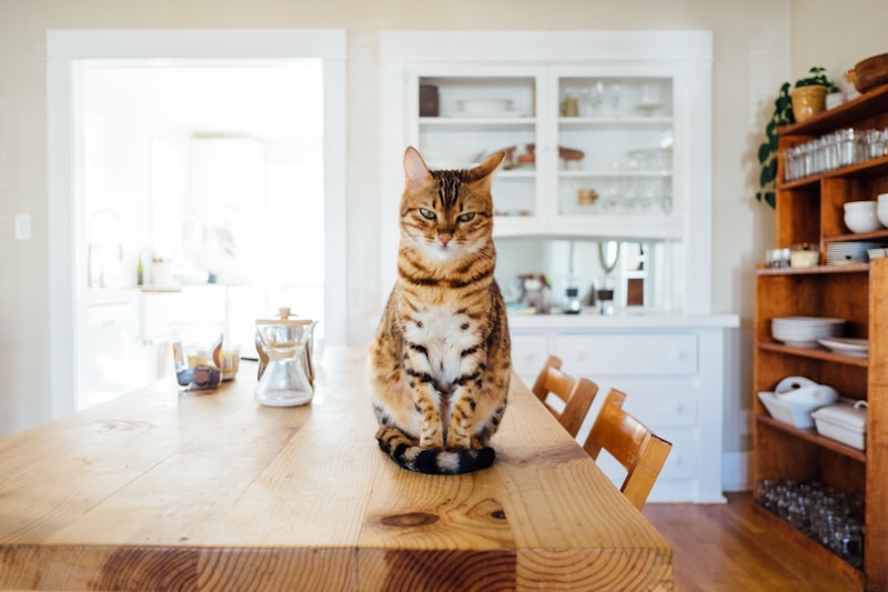 Indoor Cat Enrichment