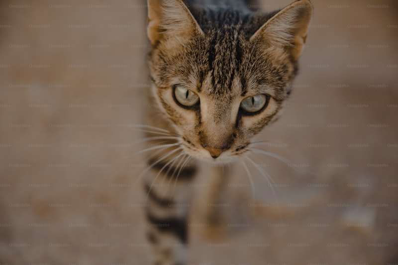 Oriental Shorthair Cat