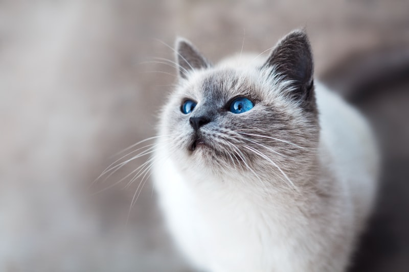 Scottish Fold Cat Care