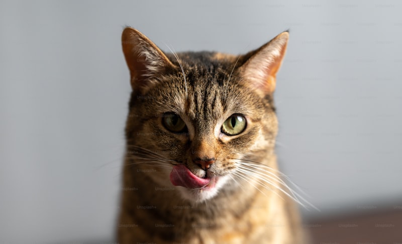 The Science of Cat Behavior