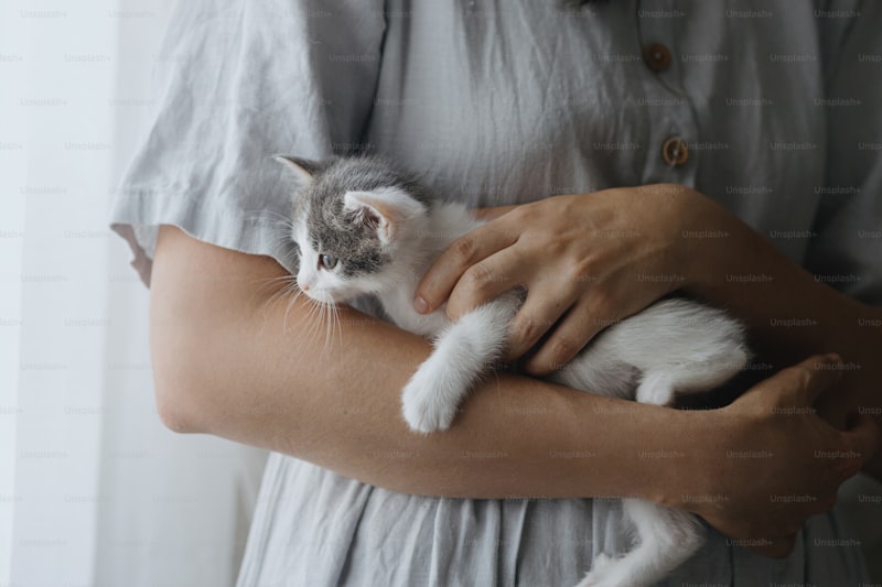 Volunteering at a Cat Shelter