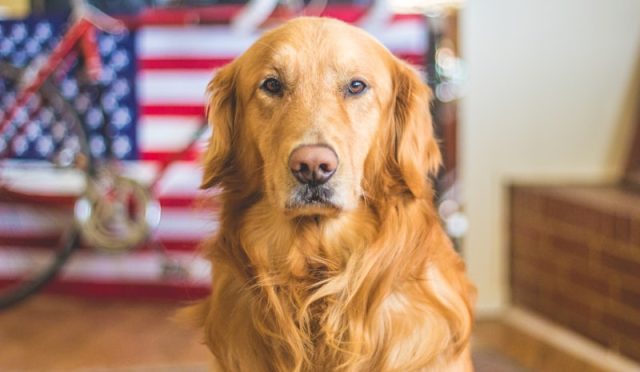 10 Essential Commands Every Dog Should Know