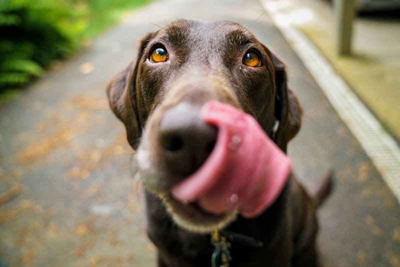 10 Essential Supplies for New Dog Owners