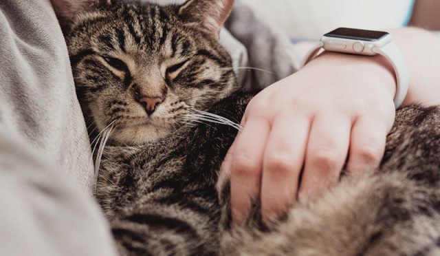 5 Signs Your Cat is Happy and Healthy