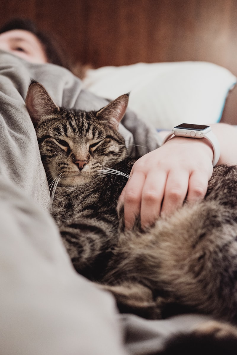 5 Signs Your Cat is Happy and Healthy