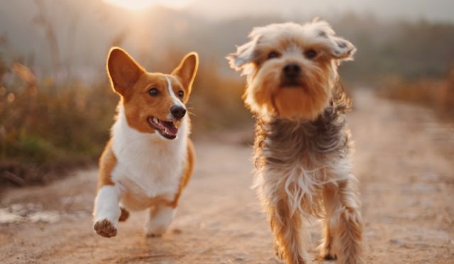7 Ways to Show Your Pet Love