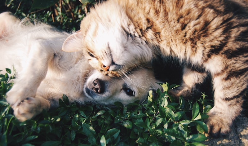 7 Ways to Show Your Pet Love