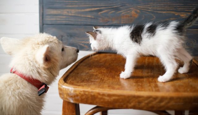 How to Brush Your Cat’s Teeth: A Step-by-Step Guide