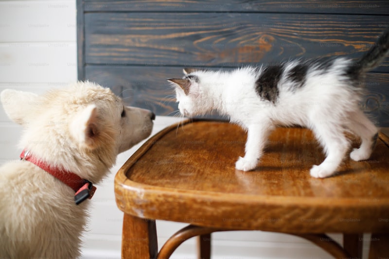 How to Brush Your Cat's Teeth: A Step-by-Step Guide