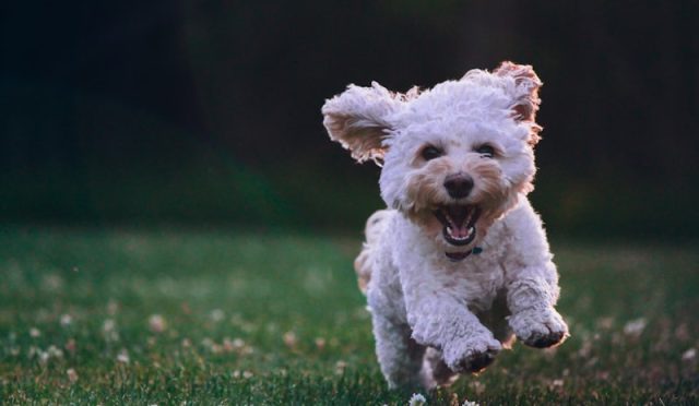 How to Stop Your Dog from Barking