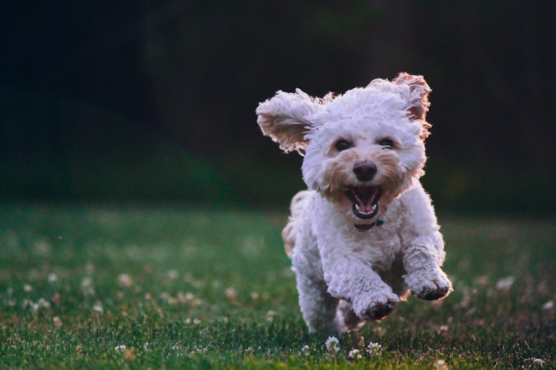 How to Stop Your Dog from Barking