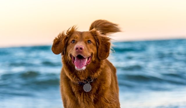 Large Dog Breeds for Active Families