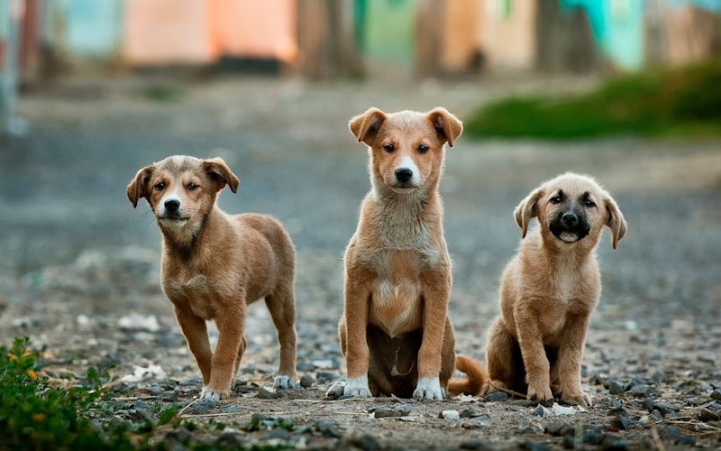 The Benefits of Spaying or Neutering Your Pet