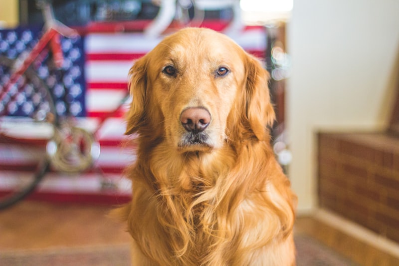 The Best Breeds for Therapy Dogs