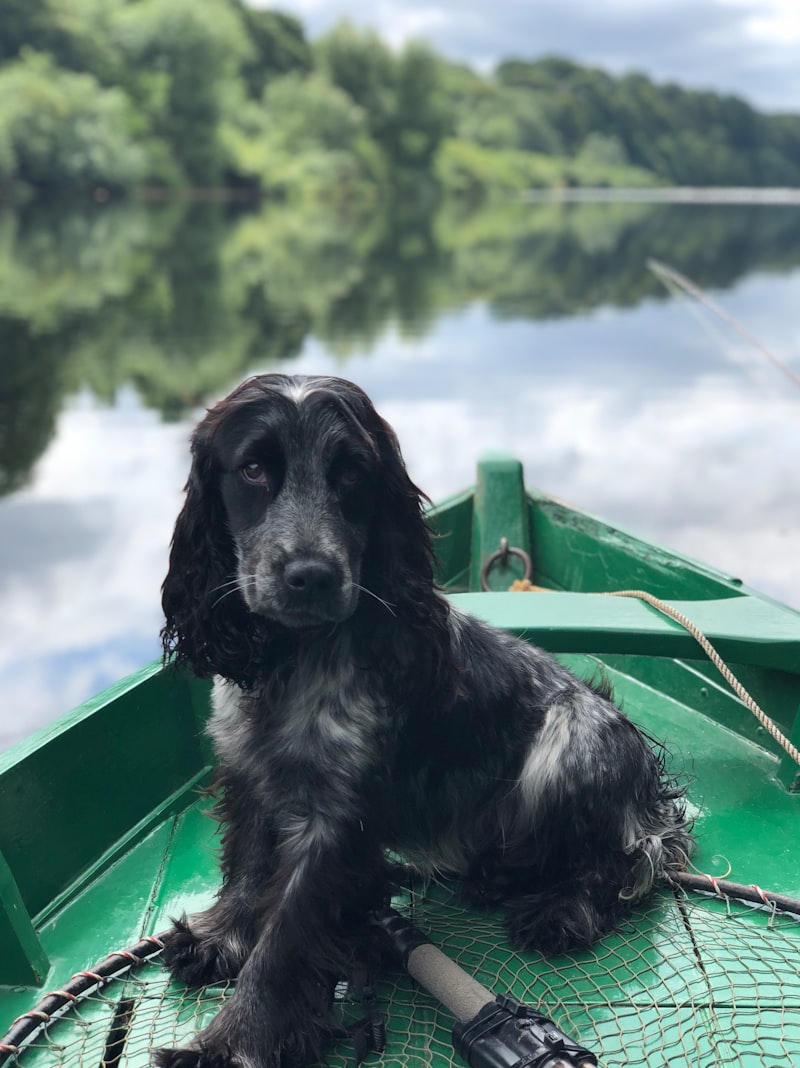 The Best Breeds for Therapy Dogs