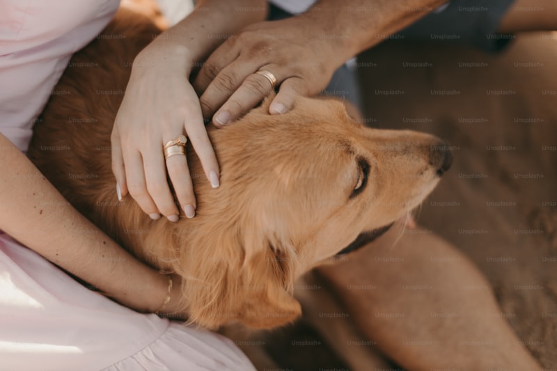 The Human-Dog Bond