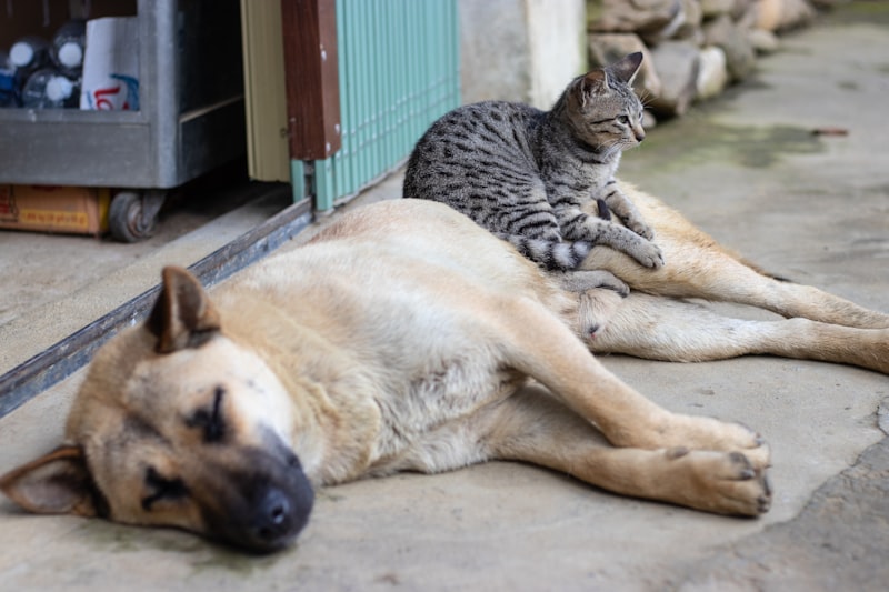 The Most Popular Dog Breeds in America