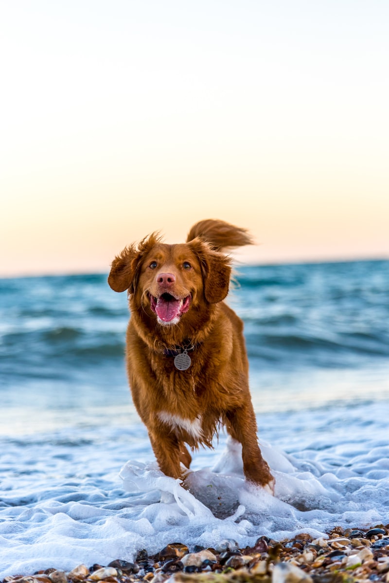 Training Your Dog to Walk on a Leash