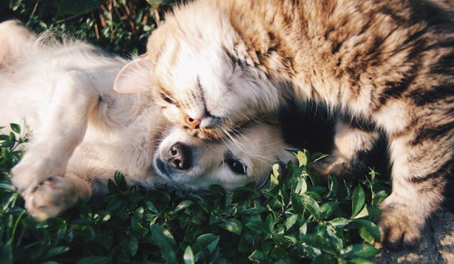 Understanding Cat Behavior: What Your Feline Friend is Trying to Tell You