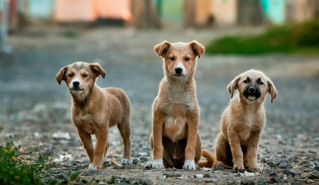 Understanding Dog Body Language