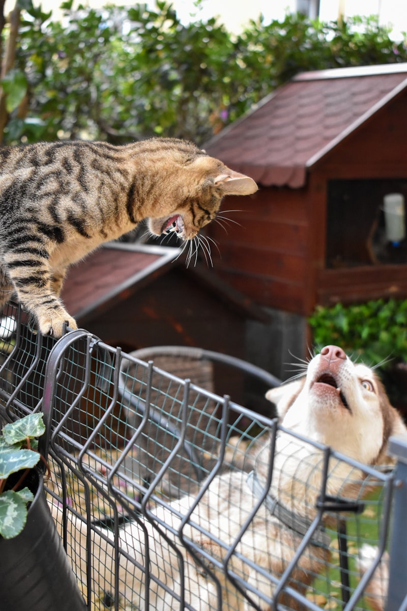 Understanding Your Cat's Body Language